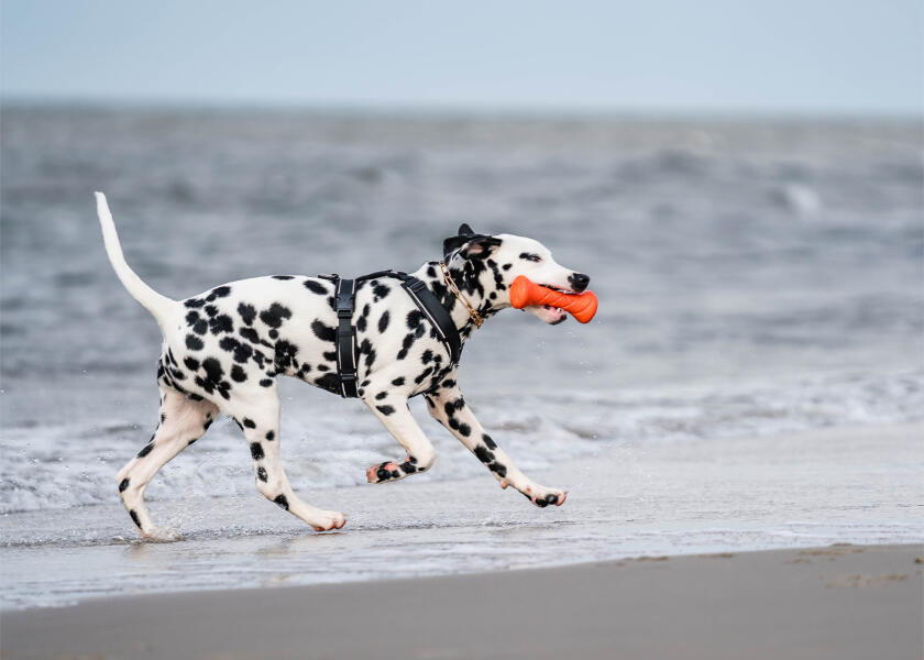 Купить SPRENGER Шлейка для собак Y-Harness 2.0 / чёрная / Окружность груди: 62 - 77 см. 7ft.ru в интернет магазине Семь Футов