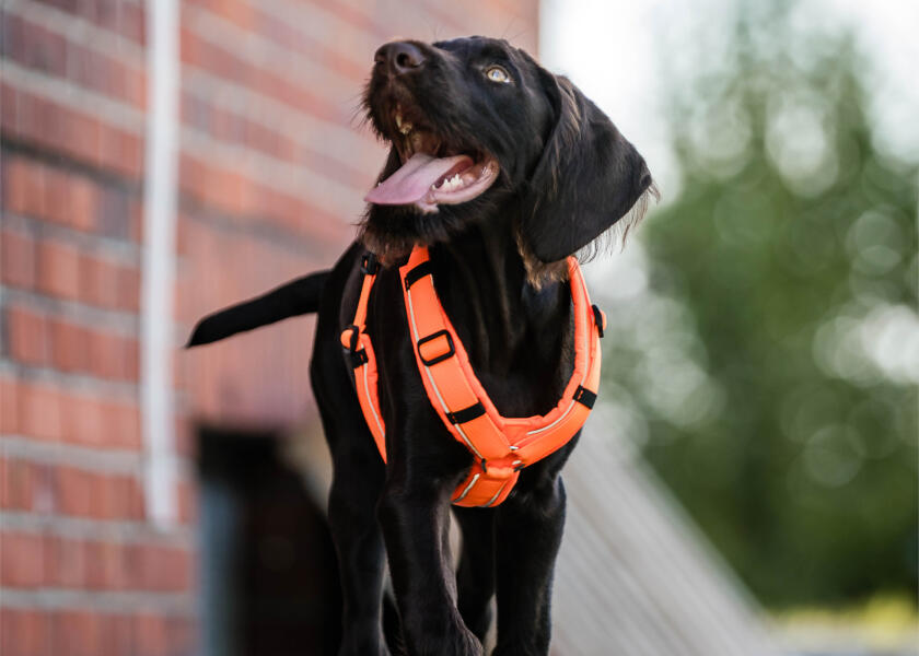 Купить SPRENGER Шлейка для собак Y-Harness 2.0 / неоновый оранжевый / Окружность груди: 36 - 42 см. 7ft.ru в интернет магазине Семь Футов