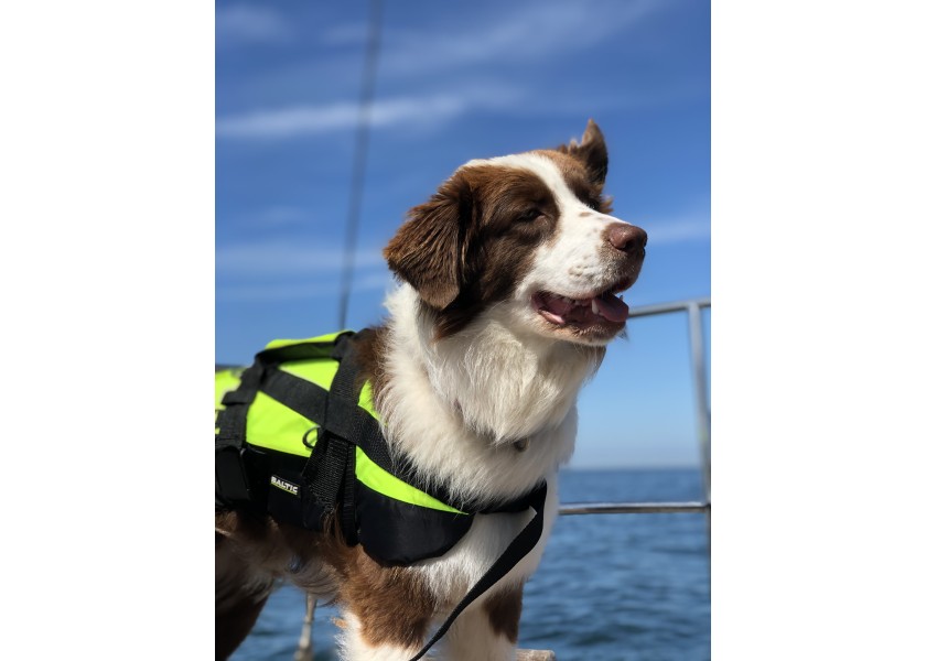 Купить PROFESSIONAL Dog Life Jacket / for 8 - 15 kg 57534-bvs 7ft.ru в интернет магазине Семь Футов