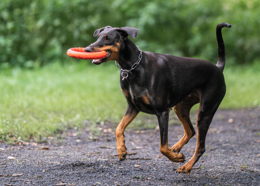 Купить SPRENGER Кольцо для метания игрушек для собак / Ø: 170 мм 7ft.ru в интернет магазине Семь Футов