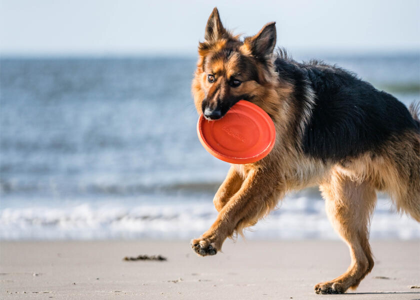 Купить SPRENGER Игрушка для собак Фрисби 7ft.ru в интернет магазине Семь Футов