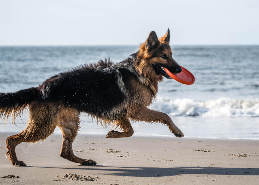 Купить SPRENGER Игрушка для собак Фрисби 7ft.ru в интернет магазине Семь Футов