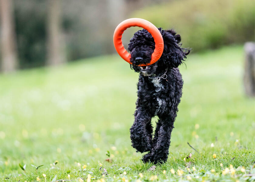 Купить SPRENGER Кольцо для метания игрушек для собак / Ø: 170 мм 7ft.ru в интернет магазине Семь Футов
