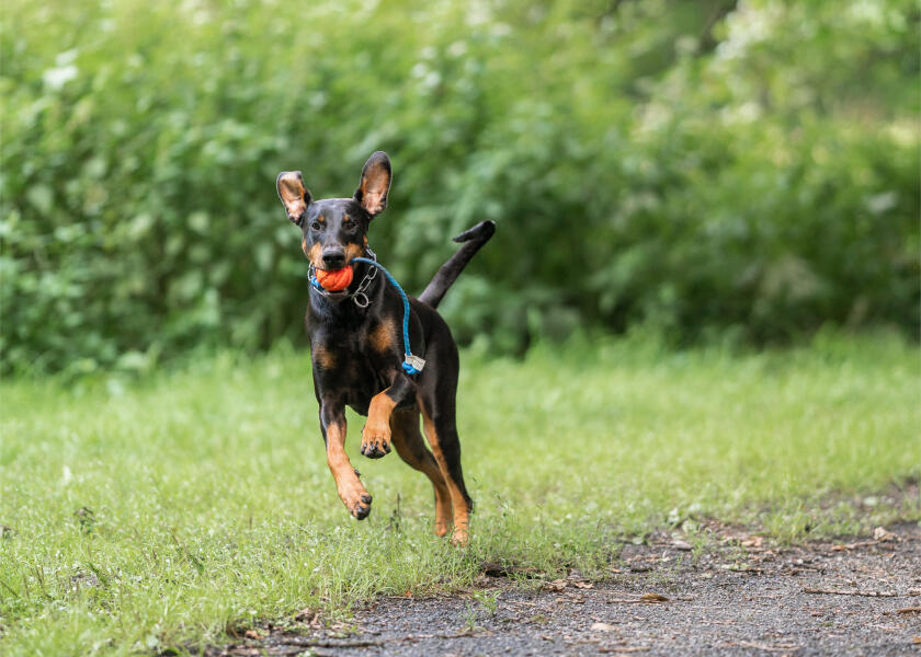 Купить SPRENGER Биток на веревке / Ø: 50 мм 7ft.ru в интернет магазине Семь Футов