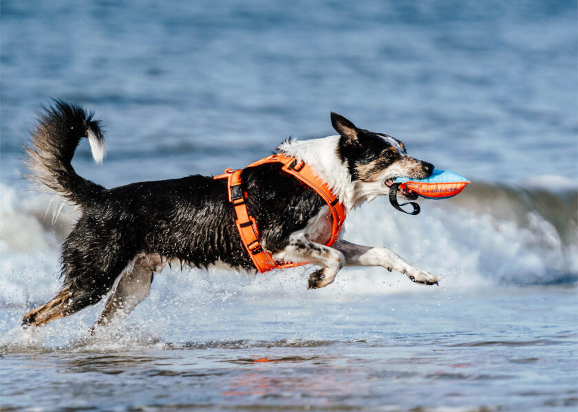 Купить SPRENGER Шлейка для собак Y-Harness 2.0 / неоновый оранжевый / Окружность груди: 36 - 42 см. 7ft.ru в интернет магазине Семь Футов