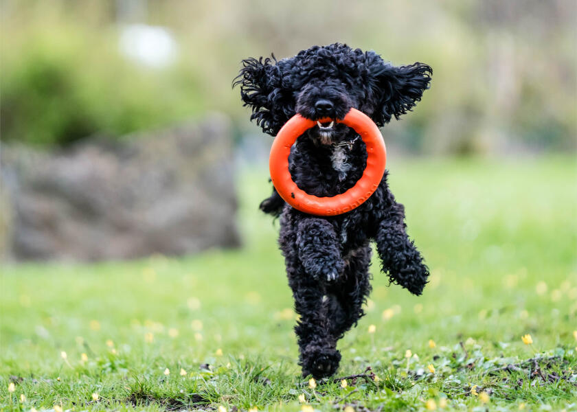 Купить SPRENGER Кольцо для метания игрушек для собак / Ø: 170 мм 7ft.ru в интернет магазине Семь Футов