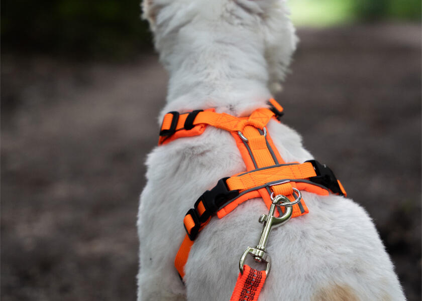 Купить SPRENGER Шлейка для собак Y-Harness 2.0 / неоновый оранжевый / Окружность груди: 36 - 42 см. 7ft.ru в интернет магазине Семь Футов