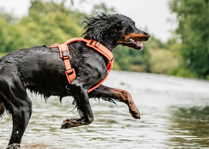 Купить SPRENGER Шлейка для собак Y-Harness 2.0 / неоновый оранжевый / Окружность груди: 36 - 42 см. 7ft.ru в интернет магазине Семь Футов