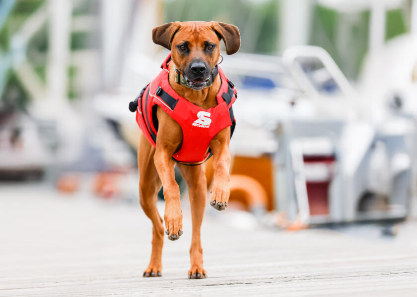 Купить SECUMAR SECUDOGS Dog Life Jacket / L 57827-bvs 7ft.ru в интернет магазине Семь Футов
