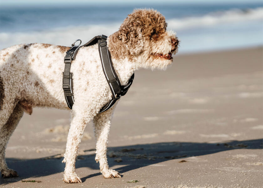 Купить SPRENGER Шлейка для собак Y-Harness 2.0 / чёрная / Окружность груди: 62 - 77 см. 7ft.ru в интернет магазине Семь Футов