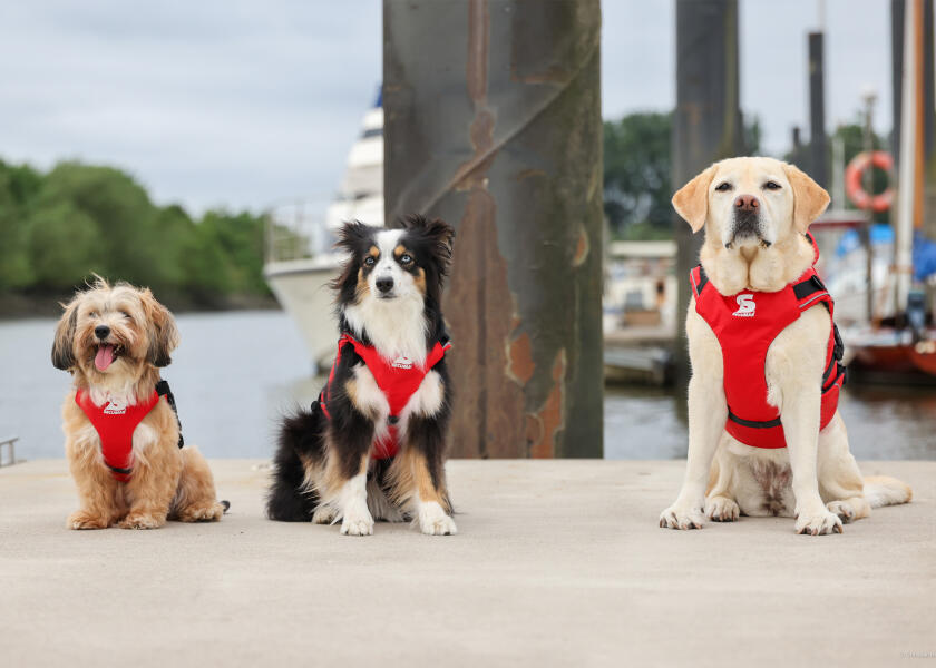 Купить SECUMAR SECUDOGS Dog Life Jacket / L 57827-bvs 7ft.ru в интернет магазине Семь Футов