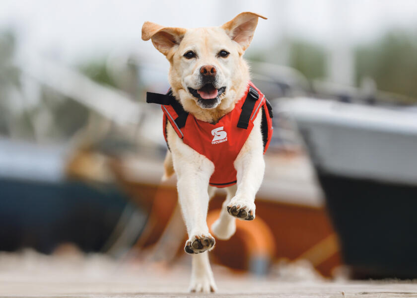 Купить SECUMAR SECUDOGS Dog Life Jacket / XL 57828-bvs 7ft.ru в интернет магазине Семь Футов