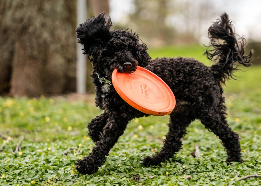 Купить SPRENGER Игрушка для собак Фрисби 7ft.ru в интернет магазине Семь Футов