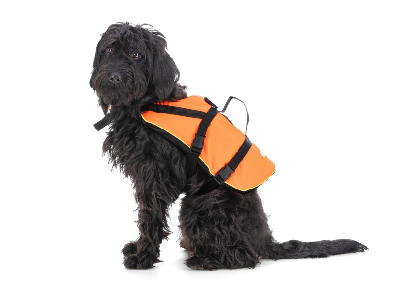 Купить 833 Спасательный жилет для собак / 8 - 15 кг 57496-bvs 7ft.ru в интернет магазине Семь Футов