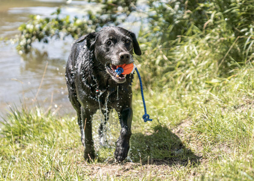 Купить SPRENGER Биток на веревке / Ø: 50 мм 7ft.ru в интернет магазине Семь Футов