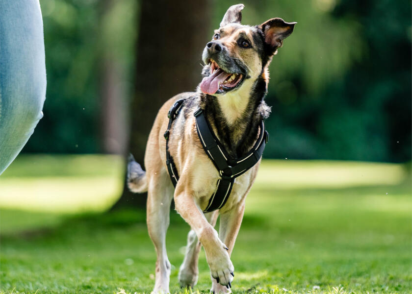 Купить SPRENGER Шлейка для собак Y-Harness 2.0 / чёрная / Окружность груди: 62 - 77 см. 7ft.ru в интернет магазине Семь Футов