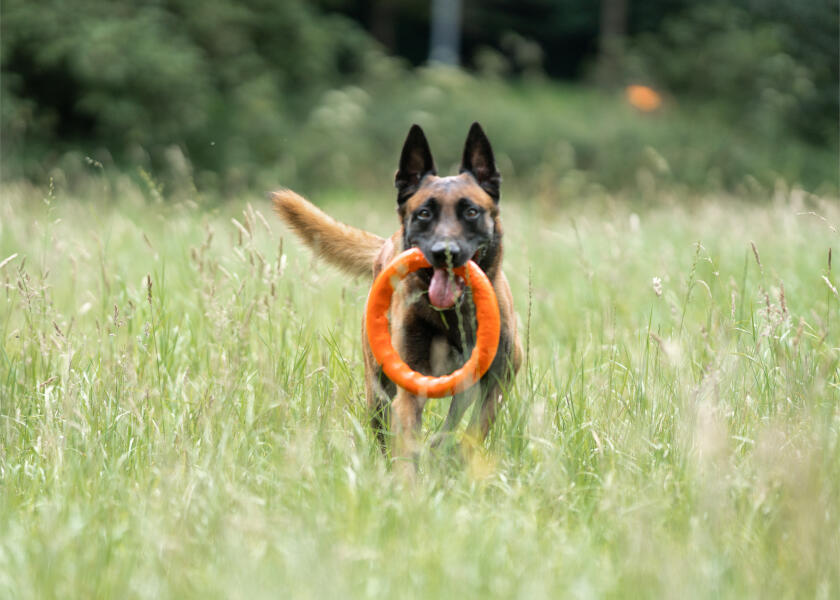 Купить SPRENGER Кольцо для метания игрушек для собак / Ø: 170 мм 7ft.ru в интернет магазине Семь Футов