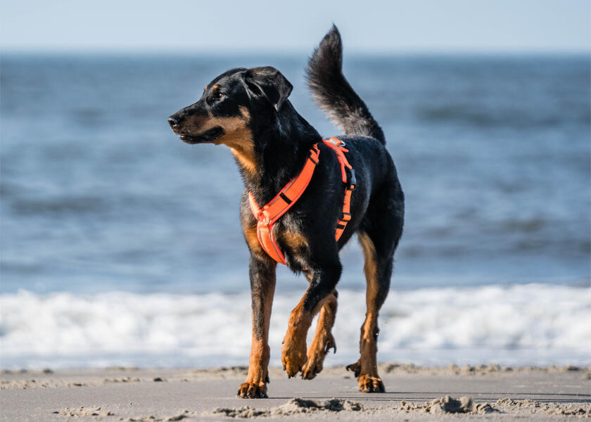 Купить SPRENGER Шлейка для собак Y-Harness 2.0 / неоновый оранжевый / Окружность груди: 36 - 42 см. 7ft.ru в интернет магазине Семь Футов