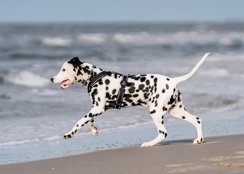 Купить SPRENGER Шлейка для собак Y-Harness 2.0 / чёрная / Окружность груди: 62 - 77 см. 7ft.ru в интернет магазине Семь Футов