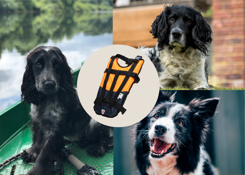 Купить VELERIA SAN GIORGIO OSCAR Dog Life Jacket / size M 31206-bvs 7ft.ru в интернет магазине Семь Футов