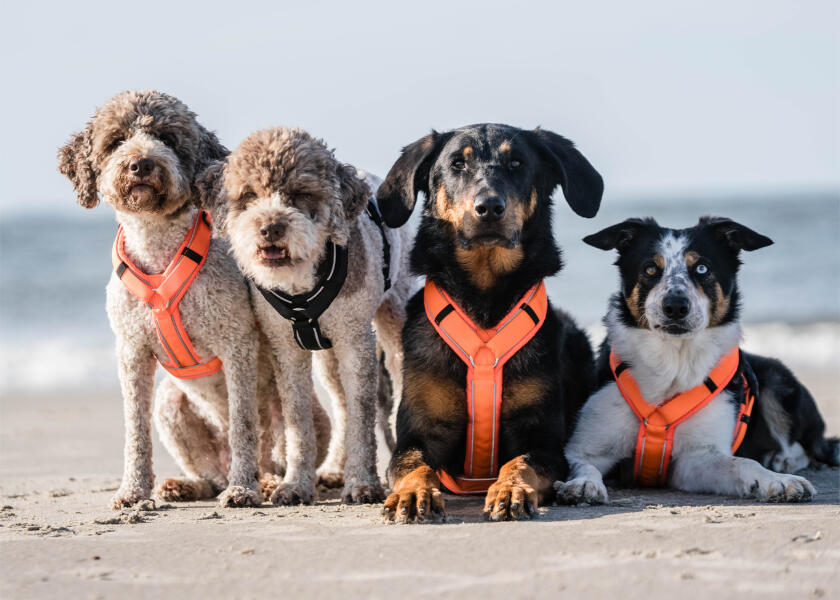 Купить SPRENGER Шлейка для собак Y-Harness 2.0 / чёрная / Окружность груди: 62 - 77 см. 7ft.ru в интернет магазине Семь Футов