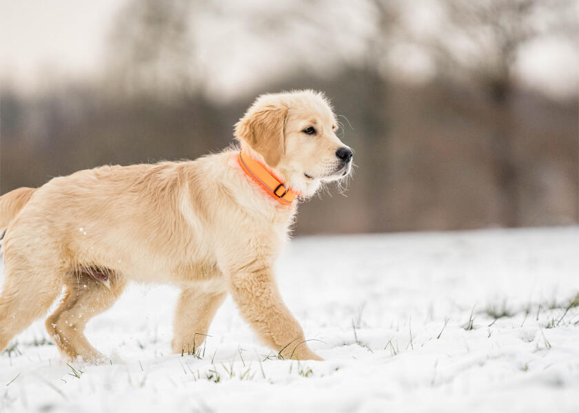 Купить SPRENGER Мягкий ошейник для собак / оранжевый / Ширина: 35 мм 7ft.ru в интернет магазине Семь Футов