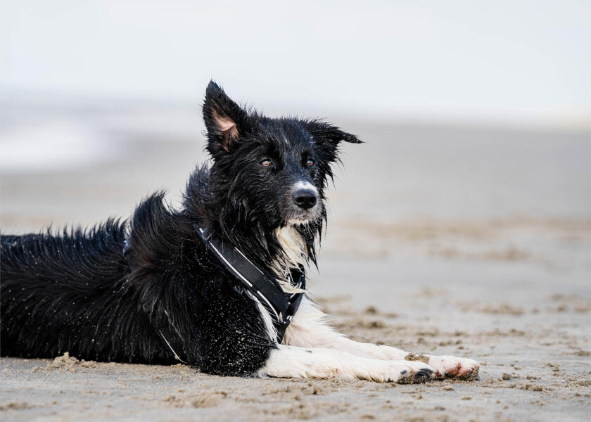 Купить SPRENGER Шлейка для собак Y-Harness 2.0 / чёрная / Окружность груди: 62 - 77 см. 7ft.ru в интернет магазине Семь Футов