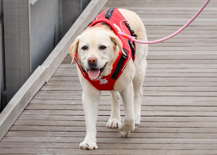 Купить SECUMAR SECUDOGS Dog Life Jacket / L 57827-bvs 7ft.ru в интернет магазине Семь Футов
