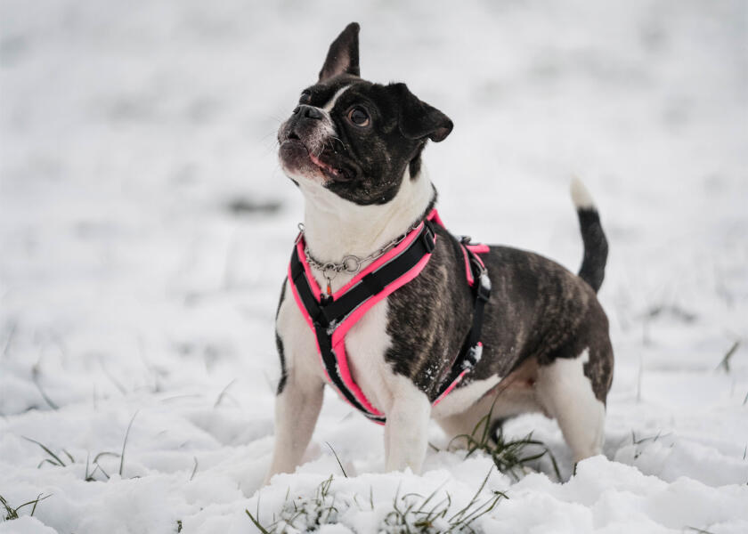 Купить SPRENGER Шлейка для собак Y-Harness 2.0 / розовый / Окружность груди: 70 - 86 см. 7ft.ru в интернет магазине Семь Футов