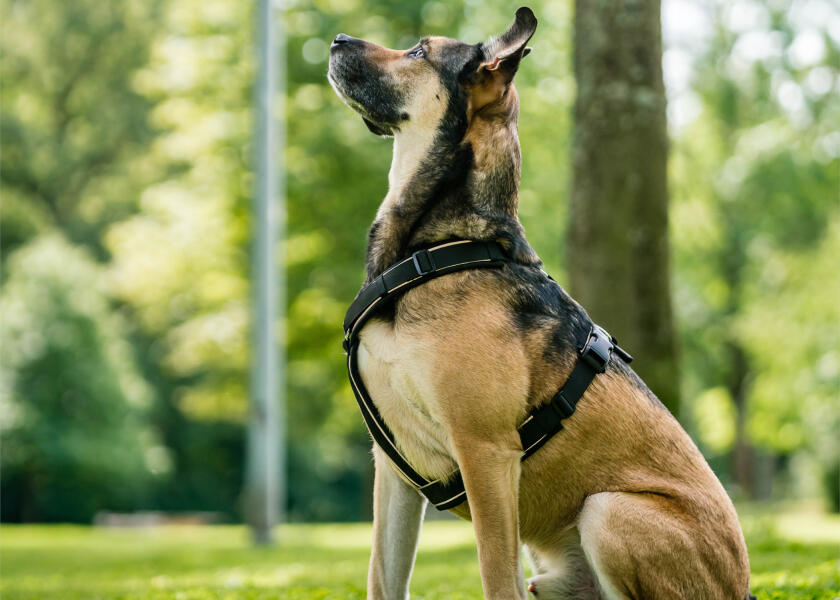 Купить SPRENGER Шлейка для собак Y-Harness 2.0 / чёрная / Окружность груди: 62 - 77 см. 7ft.ru в интернет магазине Семь Футов