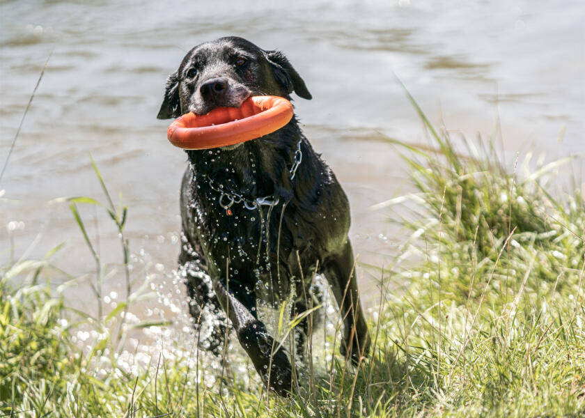 Купить SPRENGER Кольцо для метания игрушек для собак / Ø: 170 мм 7ft.ru в интернет магазине Семь Футов