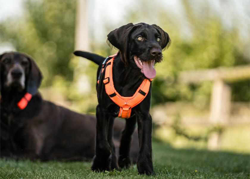 Купить SPRENGER Шлейка для собак Y-Harness 2.0 / неоновый оранжевый / Окружность груди: 36 - 42 см. 7ft.ru в интернет магазине Семь Футов