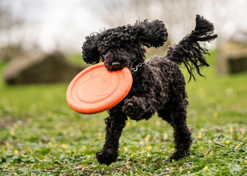 Купить SPRENGER Игрушка для собак Фрисби 7ft.ru в интернет магазине Семь Футов