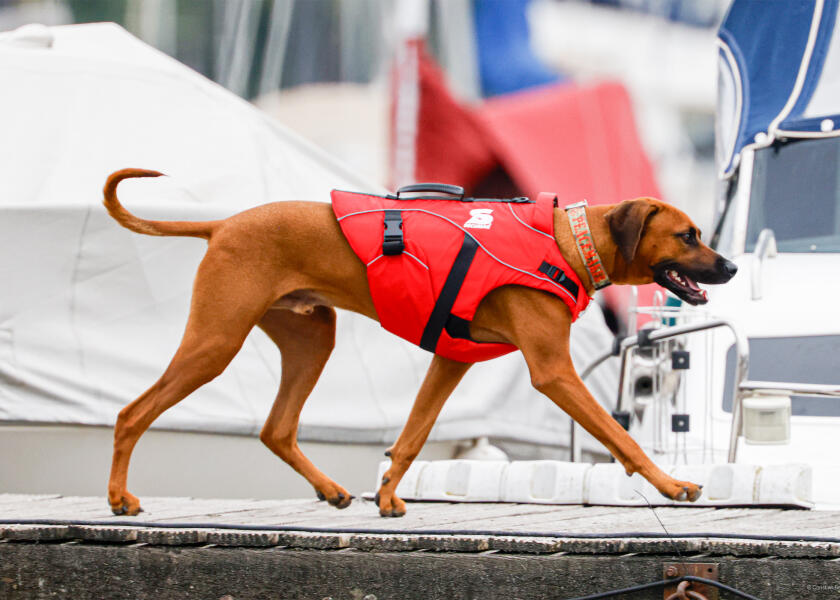 Купить SECUMAR SECUDOGS Dog Life Jacket / XL 57828-bvs 7ft.ru в интернет магазине Семь Футов