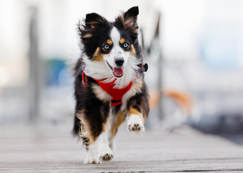 Купить SECUMAR SECUDOGS Dog Life Jacket / L 57827-bvs 7ft.ru в интернет магазине Семь Футов