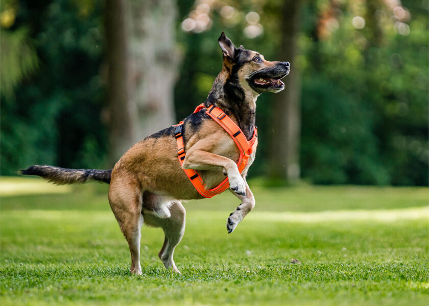 Купить SPRENGER Шлейка для собак Y-Harness 2.0 / неоновый оранжевый / Окружность груди: 36 - 42 см. 7ft.ru в интернет магазине Семь Футов