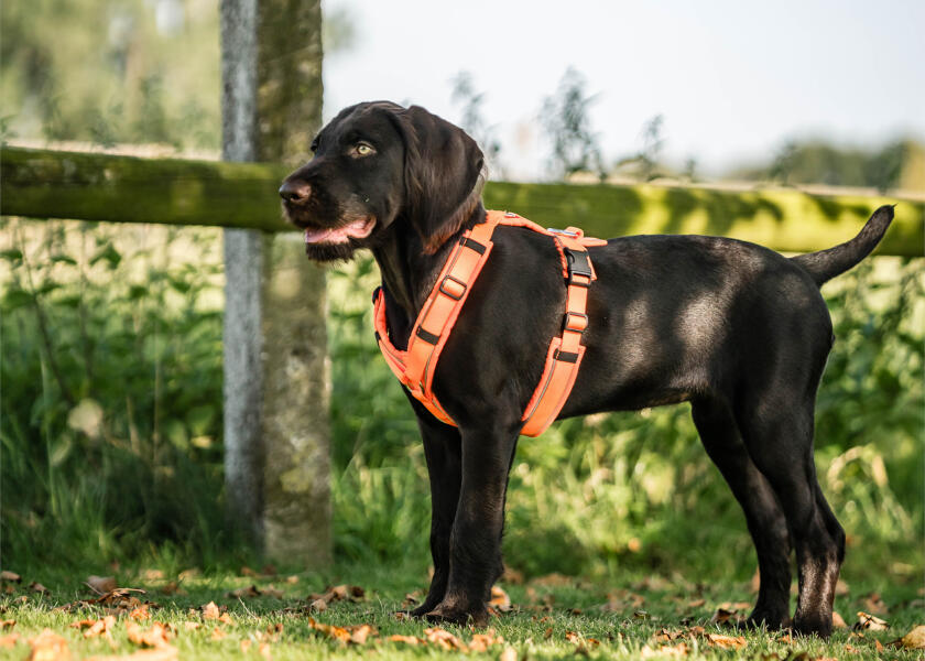 Купить SPRENGER Шлейка для собак Y-Harness 2.0 / неоновый оранжевый / Окружность груди: 36 - 42 см. 7ft.ru в интернет магазине Семь Футов