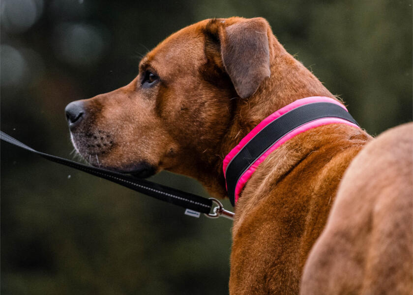 Купить SPRENGER Мягкий ошейник для собак / розовый / Ширина: 35 мм 7ft.ru в интернет магазине Семь Футов