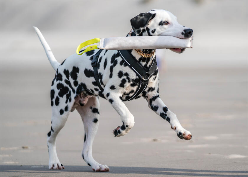 Купить SPRENGER Шлейка для собак Y-Harness 2.0 / чёрная / Окружность груди: 62 - 77 см. 7ft.ru в интернет магазине Семь Футов