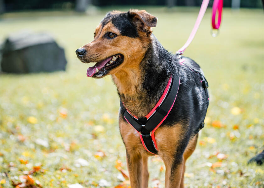 Купить SPRENGER Шлейка для собак Y-Harness 2.0 / розовый / Окружность груди: 70 - 86 см. 7ft.ru в интернет магазине Семь Футов