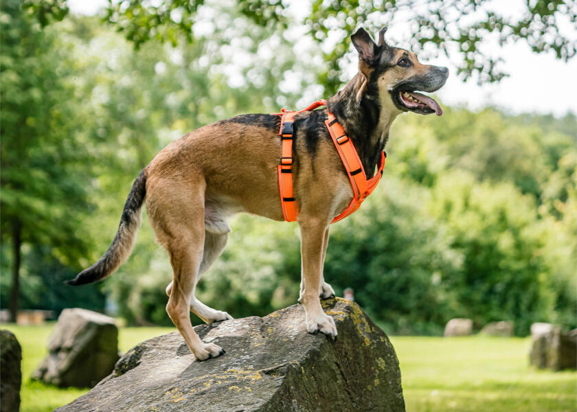 Купить SPRENGER Шлейка для собак Y-Harness 2.0 / неоновый оранжевый / Окружность груди: 36 - 42 см. 7ft.ru в интернет магазине Семь Футов