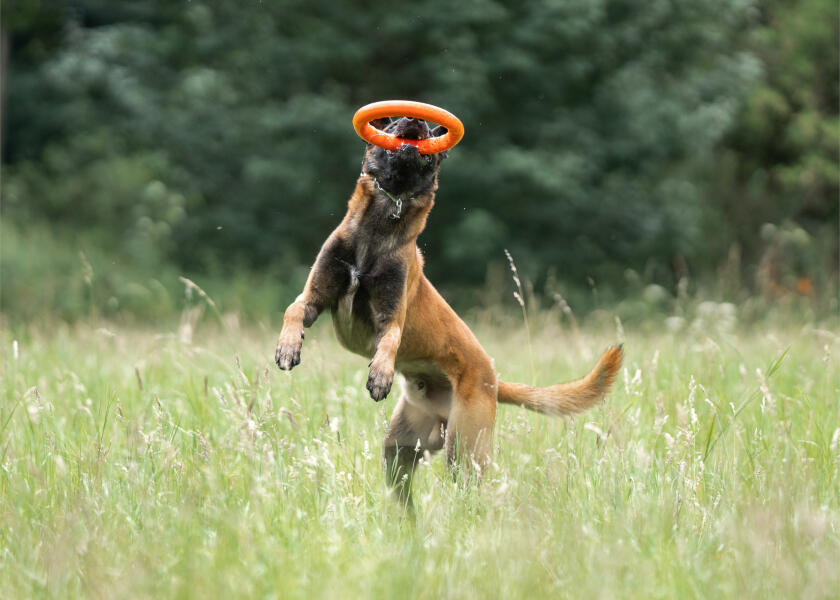 Купить SPRENGER Кольцо для метания игрушек для собак / Ø: 170 мм 7ft.ru в интернет магазине Семь Футов