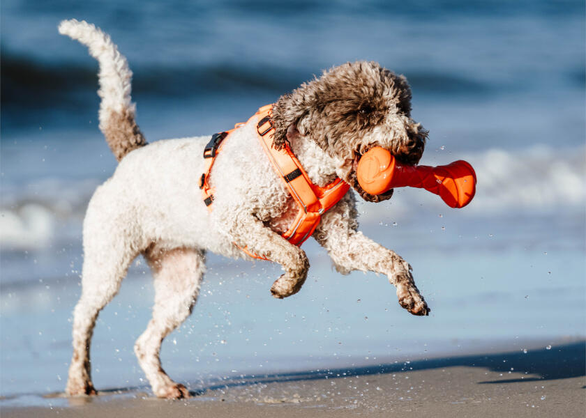 Купить SPRENGER Игрушка для собаки, достающая гантель 7ft.ru в интернет магазине Семь Футов