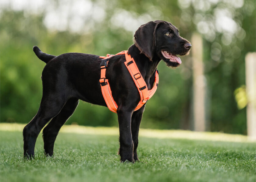 Купить SPRENGER Шлейка для собак Y-Harness 2.0 / неоновый оранжевый / Окружность груди: 36 - 42 см. 7ft.ru в интернет магазине Семь Футов