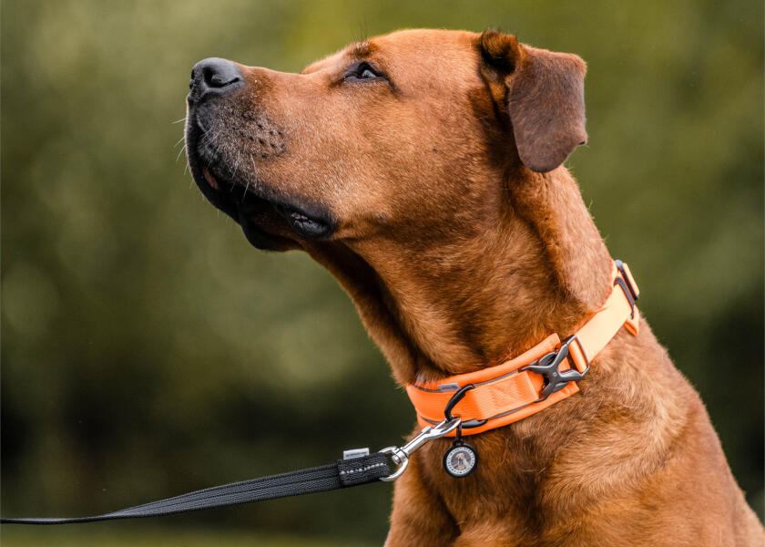 Купить SPRENGER Мягкий ошейник для собак / оранжевый / Ширина: 35 мм 7ft.ru в интернет магазине Семь Футов