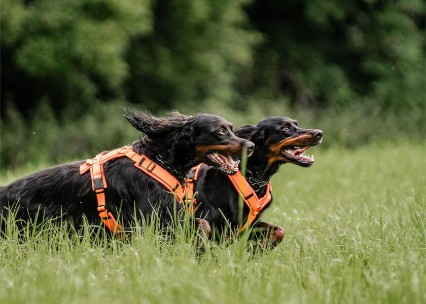 Купить SPRENGER Шлейка для собак Y-Harness 2.0 / неоновый оранжевый / Окружность груди: 36 - 42 см. 7ft.ru в интернет магазине Семь Футов