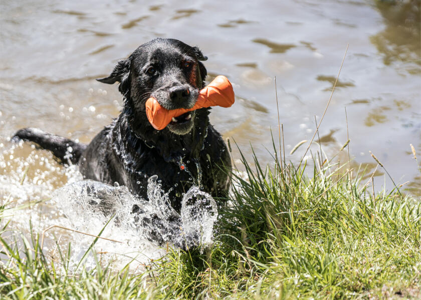 Купить SPRENGER Игрушка для собаки, достающая гантель 7ft.ru в интернет магазине Семь Футов