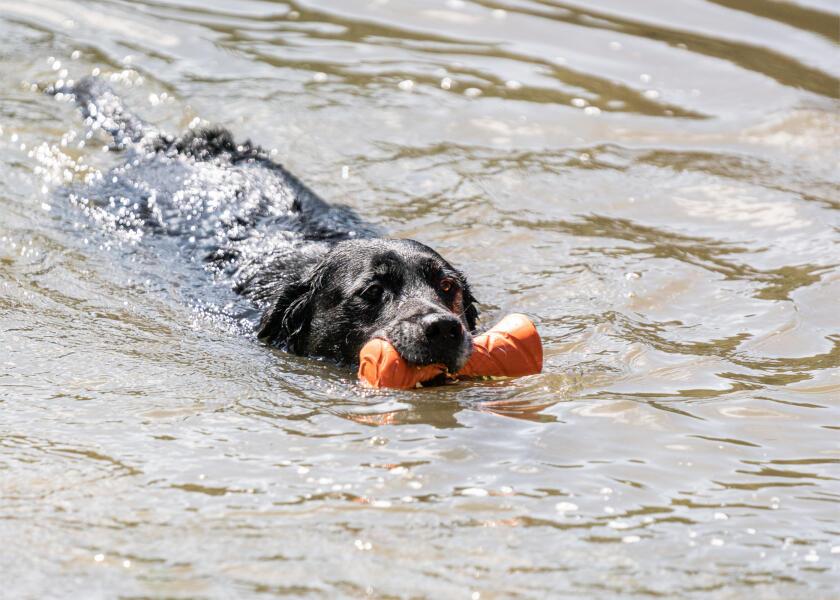Купить SPRENGER Игрушка для собаки, достающая гантель 7ft.ru в интернет магазине Семь Футов