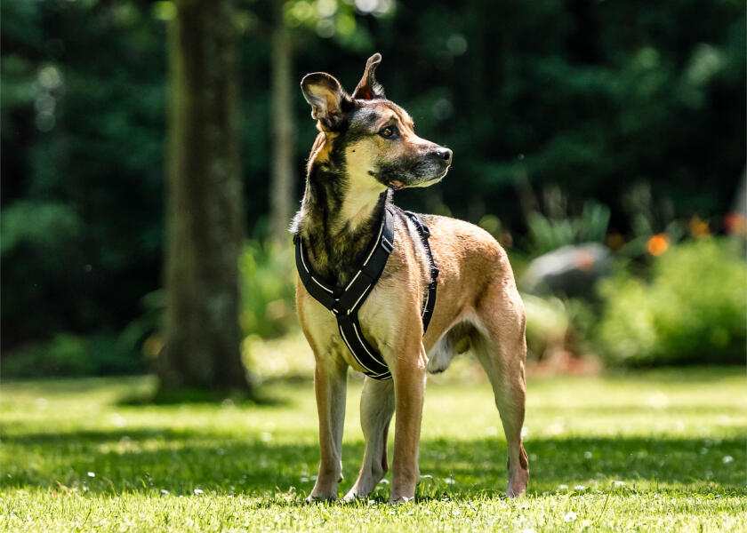 Купить SPRENGER Шлейка для собак Y-Harness 2.0 / чёрная / Окружность груди: 62 - 77 см. 7ft.ru в интернет магазине Семь Футов