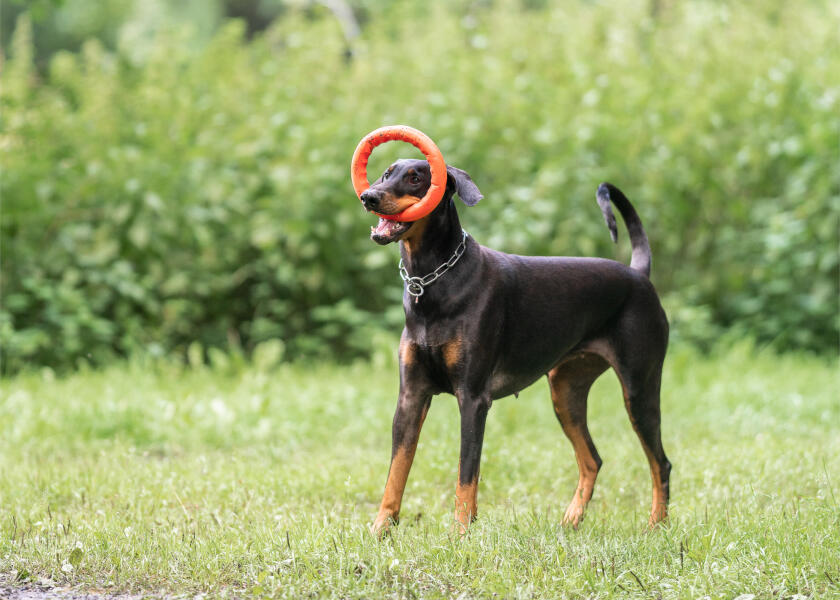 Купить SPRENGER Кольцо для метания игрушек для собак / Ø: 170 мм 7ft.ru в интернет магазине Семь Футов